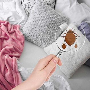 Bed Bug extermination, Commercial and Residential